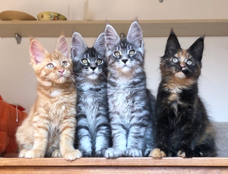 Vier Maine Coon Kätzchen in verschiedenen Fellfarben sitzen aufmerksam auf einer Holzfläche, weiches neutrales Licht